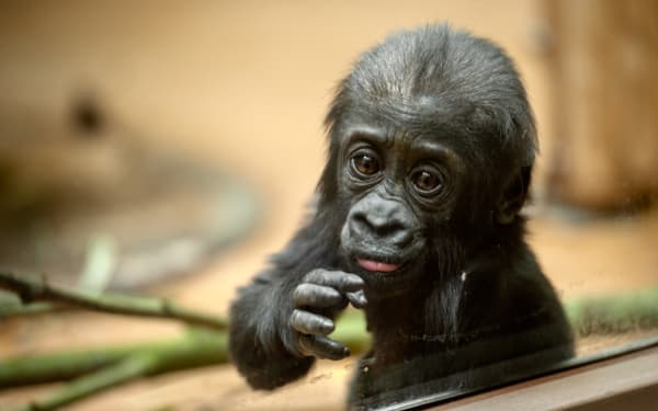 Gorilla