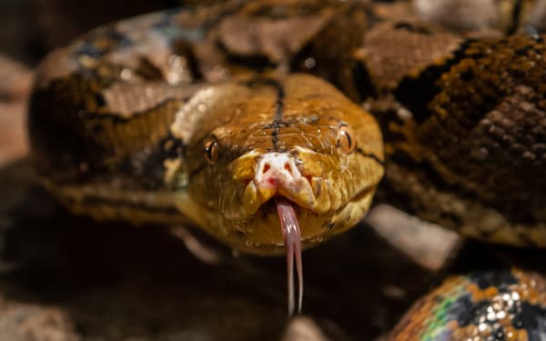 Python