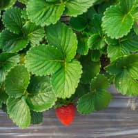 feuilles de fraises fraîches (20 kg)