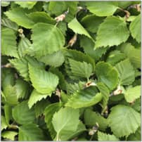 feuilles de bouleau fraîches (20 kg)