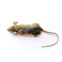 kleine ratten (5 kg)
