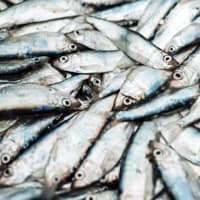sprat (50 kg)