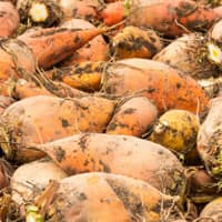 betteraves fourragères (500 kg)